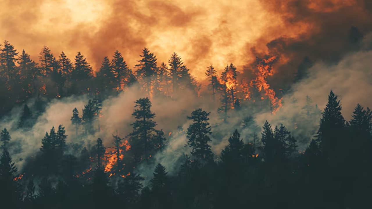Wildfires in France, Spain Force Thousands to Flee After Temperatures Reach Extreme Levels