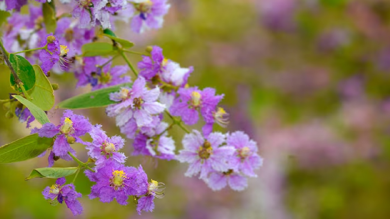 Beautiful Rare Neelakurinji Flowers Bloom after 12 Years in Munnar, Know What’s Special